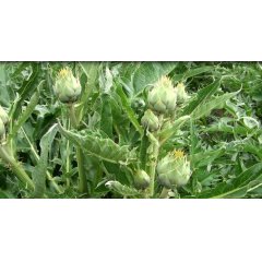 Artichoke Loose Leaf Tea 20g