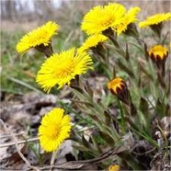 Bhxio Loose Leaf Tea 20g